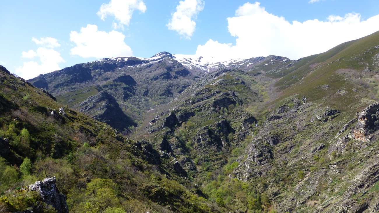 Monte