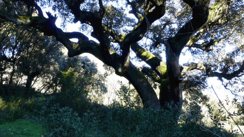 Arbol enorme