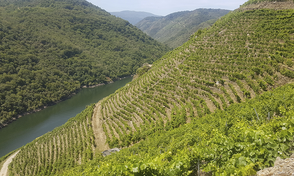 VINEDOS